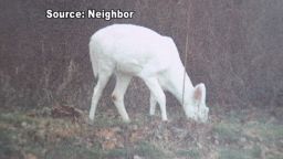 dnt in albino deer illegal hunting_00002521