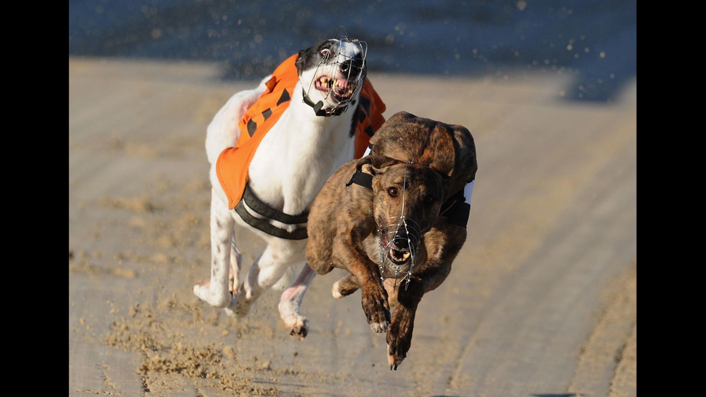Berlin, right, battles with Hovex Lass during the 7th race at the Coral Brighton and Hove Greyhound Stadium on March 21 in Brighton, England.