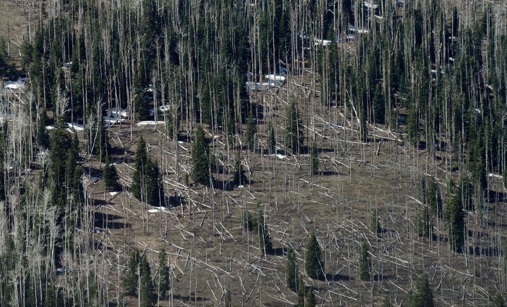 Drought leaves trees more susceptible to disease, like these pines trees near Strawberry Valley in Utah. In the U.S., millions of acres of forest have been damaged by beetles, according to a report by the U.S. Global Change Research Program. Less severe winters and longer summers are allowing beetles to thrive.