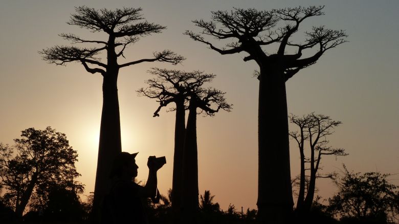 After trying Madecasse's Madagascar-made chocolate, trace it back to its source and explore the country's natural features yourself such as along the Avenue of the Baobabs.