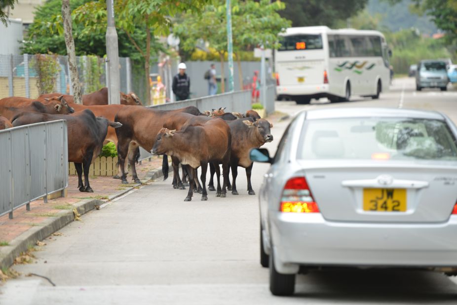 <strong>More cattle than cabs:</strong> <a href="https://www.spca.org.hk/en/animal-birth-control/buffalo-cattle-desexing" target="_blank" target="_blank">Nearly 1,000 animals</a> roam the island, compared with 75 taxis. 