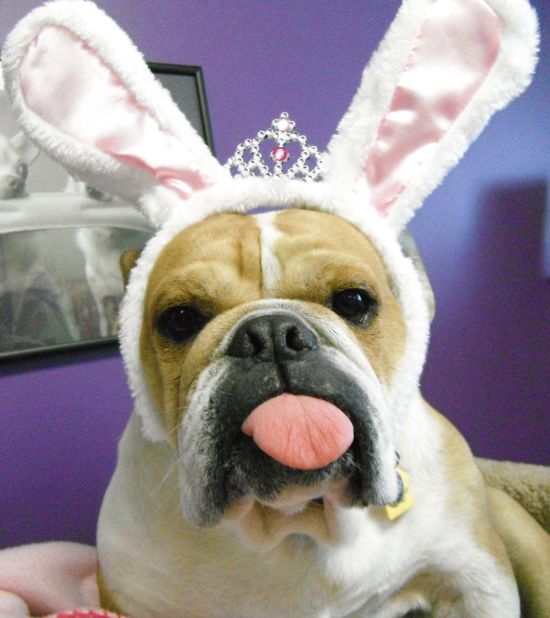 If your pet has the patience for bunny ears, like iReporter Karol Afaneh's dog, Halloween could be hopping!