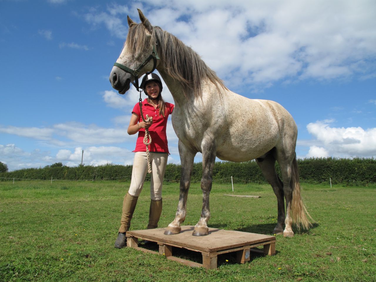 Equine therapy has grown in popularity in the UK in recent years and is now a member of the British Association for Counseling & Psychotherapy (BACP).