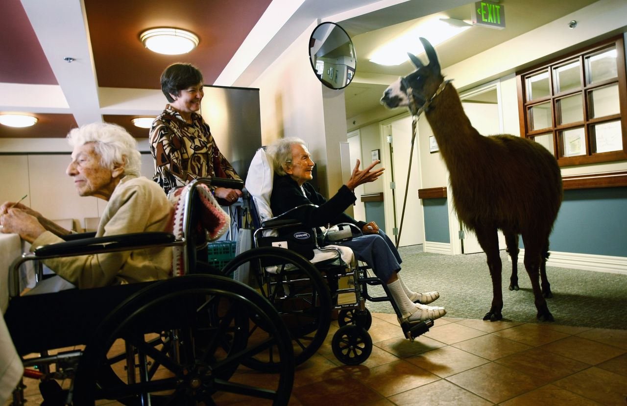 Terminally ill patients at a hospice in Colorado enjoy the company of a visiting llama, used to boost morale and wellbeing.
