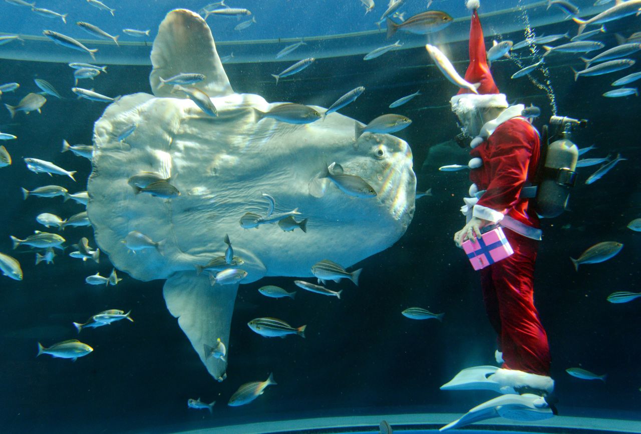 A diver wearing a Santa Claus costume feeds a sunfish during a Christmas show at the Hakkeijima Sea Paradise Aquarium in Yokohama, Japan, on Wednesday, November 21. The show will be held daily until Christmas Day. 