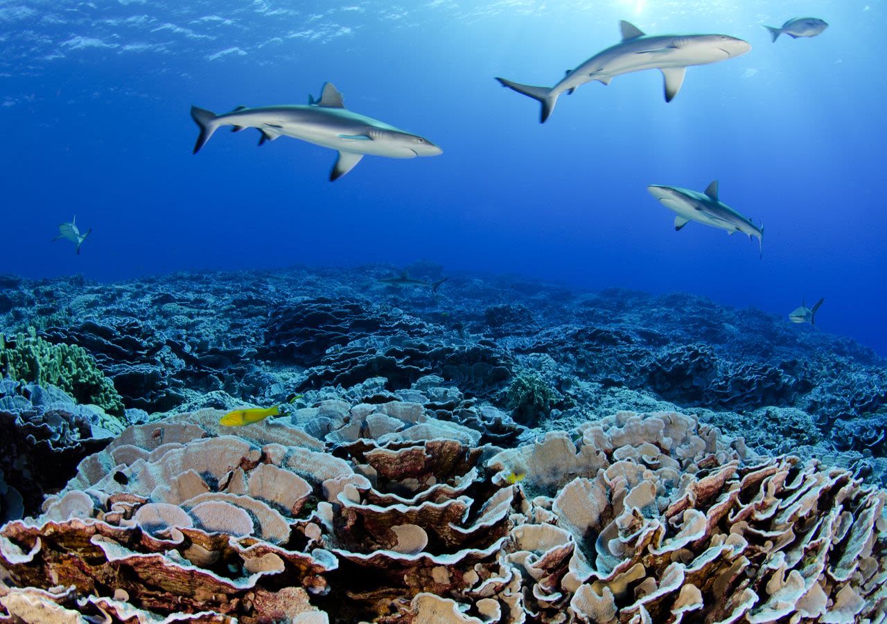Divers found abundant populations of grey sharks and reef sharks in the pristine coral reef of Ducie atoll.