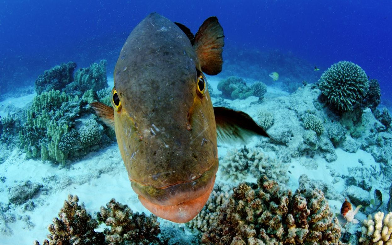 Pitcairn's marine bounty CNN