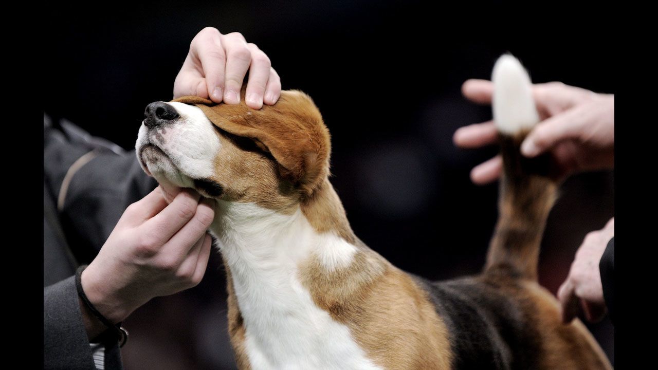 <strong>February 13: </strong>Judges inspect a beagle during the 136th Westminster Kennel Club Dog Show at Madison Square Garden in New York. About 2,500 dogs competed.