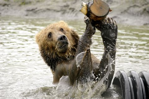 <strong>June 13: </strong>Taquoka plays with a log in a pond in his enclosure at the Alaska Wildlife Conservation Center in Portage, Alaska. The 2-year-old male brown bear began a trip to his new home in Sweden. 
