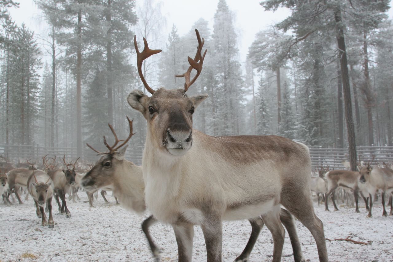 Other attractions in the very north of Finland include the Ranua Zoo, home to baby polar bears, wolverines, and moose and the Sirmakko reindeer farm, where visitors can take a sled-led reindeer safari. 