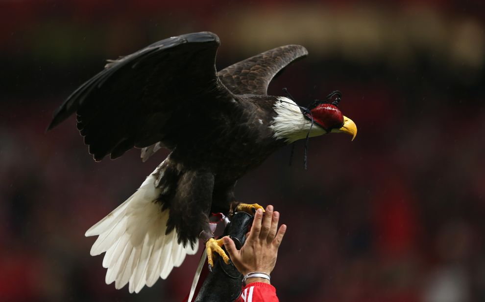 Portuguese club Benfica are nicknamed the Eagles and before each home game an eagle flies around the Estadio da Luz.
