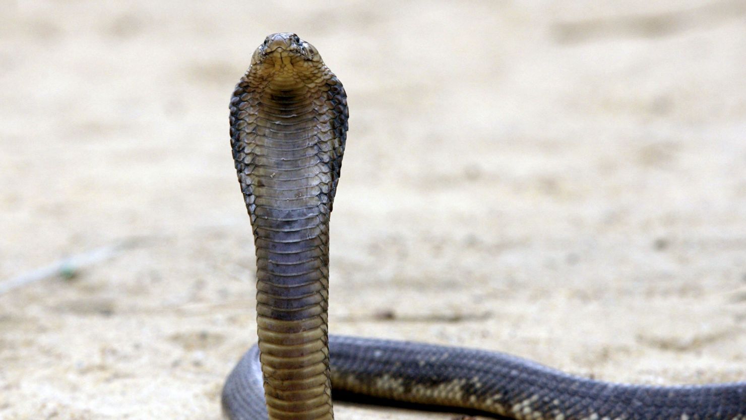 An Egyptian cobra like this one escaped from a carry-on bag on an Egypt Air flight from Cairo to Kuwait.