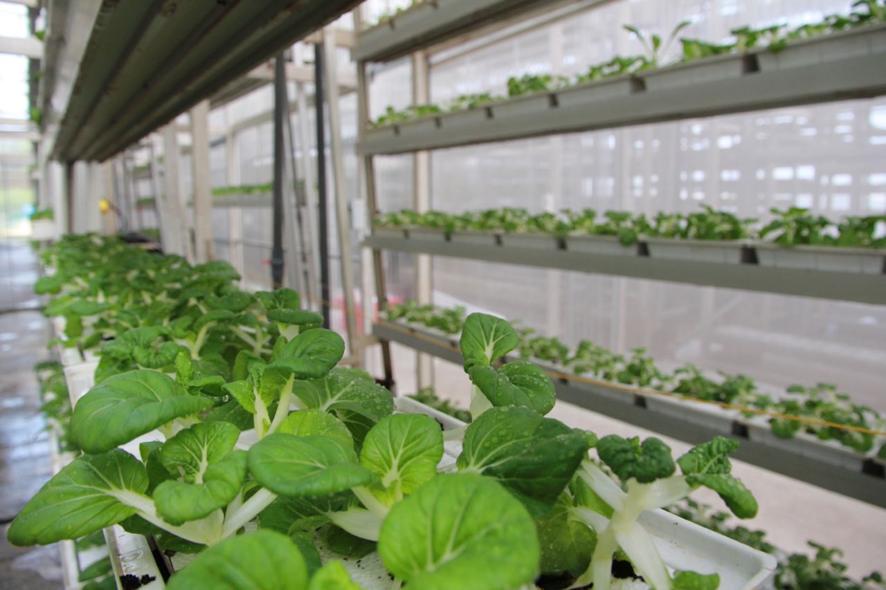 Vertical farms were conceptualized in the 1950s, but Singapore's Sky Greens is the first commercial farm in the country with big ideas to expand.  
