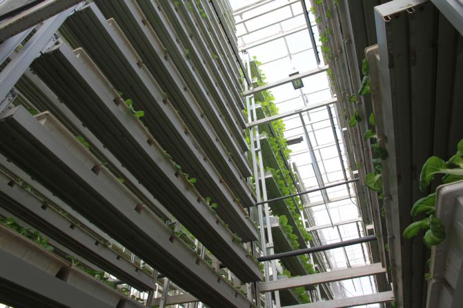 Chinese Cabbage and lettuce are planted on this nine-meter tall, A-shape <a href="index.php?page=&url=https%3A%2F%2Fwww.skygreens.com%2F" target="_blank" target="_blank">aluminum frame</a>. The tower uses a vertical farming system to reduce the use of water and energy. 