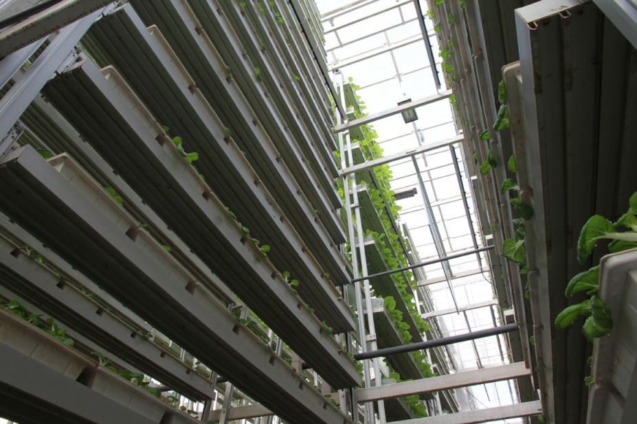 Chinese Cabbage and lettuce are planted on this nine-meter tall, A-shape <a href="https://www.skygreens.com/" target="_blank" target="_blank">aluminum frame</a>. The tower uses a vertical farming system to reduce the use of water and energy. 