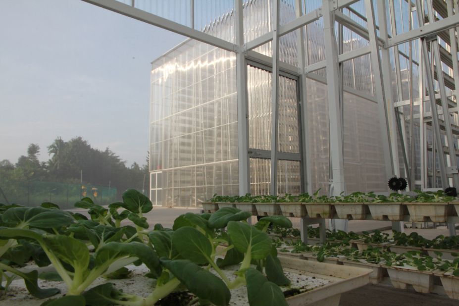 "Singapore is a land scarce country, so if we want to produce our own food we must go (for) high property," says farmer and owner Jack Ng.