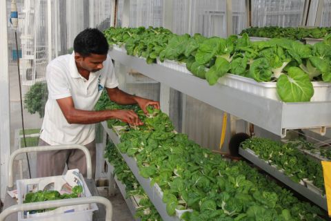 Currently only 7% of Singapore's greens are locally grown. Sky Greens believes that expanding vertical farming in the country could make that figure rise to 50%. 