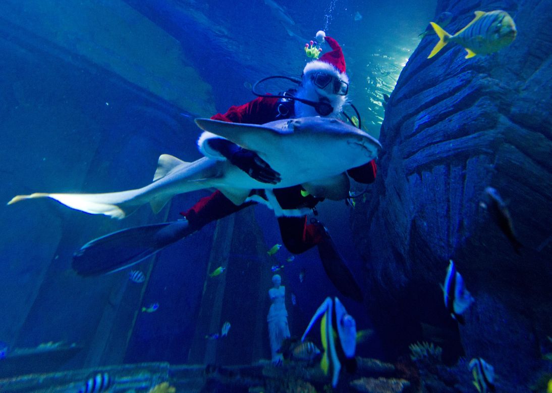 A diver dressed as a Santa Claus dives with a nurse shark in the Sea Life Aquarium in Munich, Germany, on December 6, which is St. Nicholas Day.