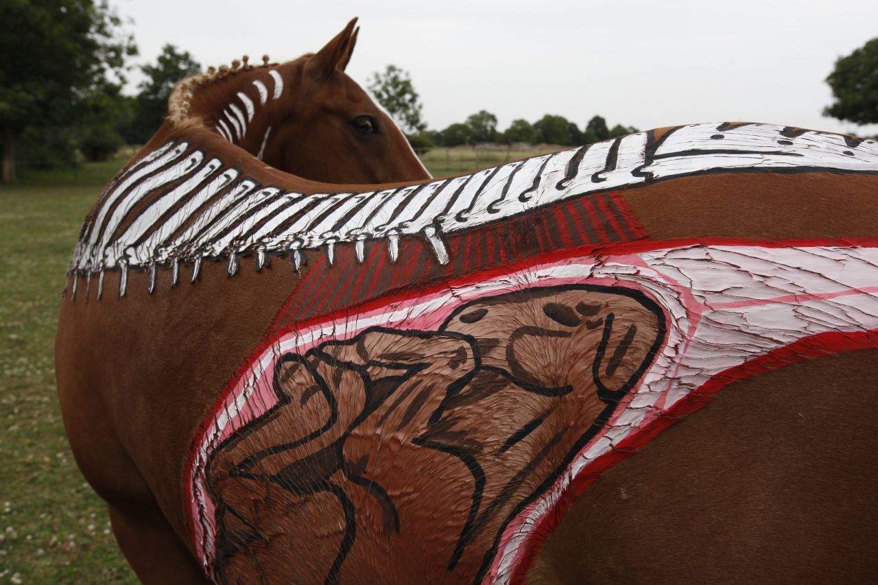 This remarkable picture shows the horse's reproductive system, including an unborn foal.
