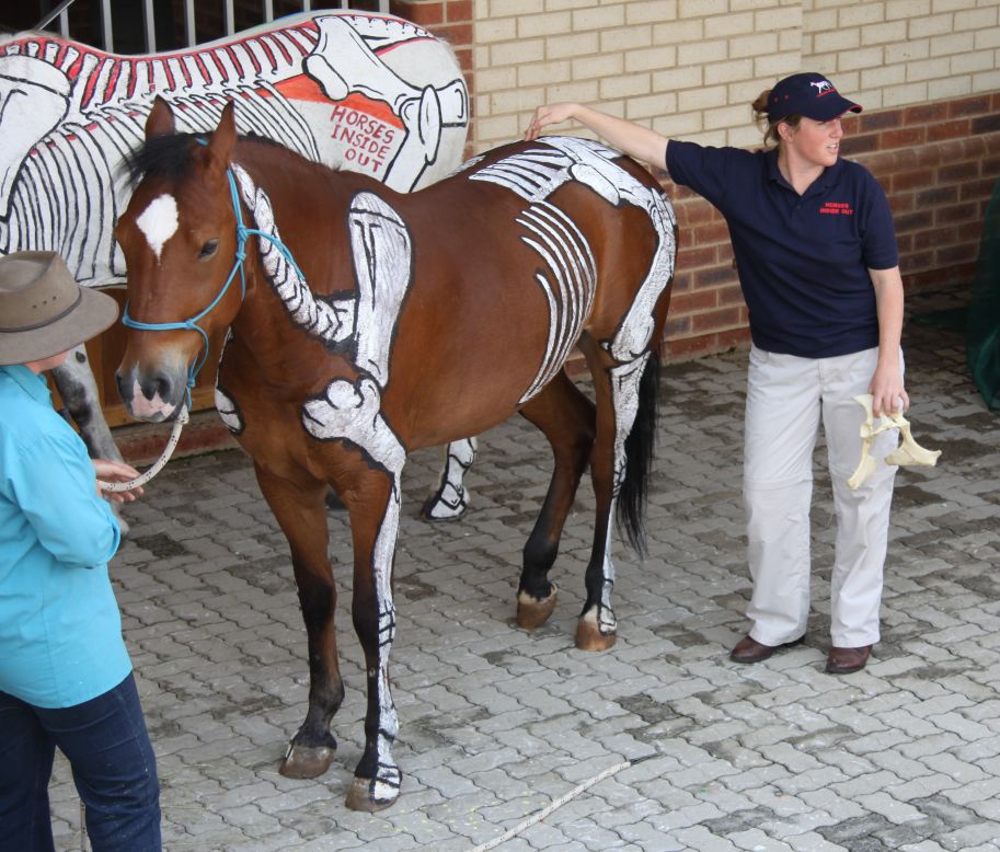 Higgins gives a lecture on the equine skeletal system. Each horse has  205 bones, making living models a helpful way to memorize them all.