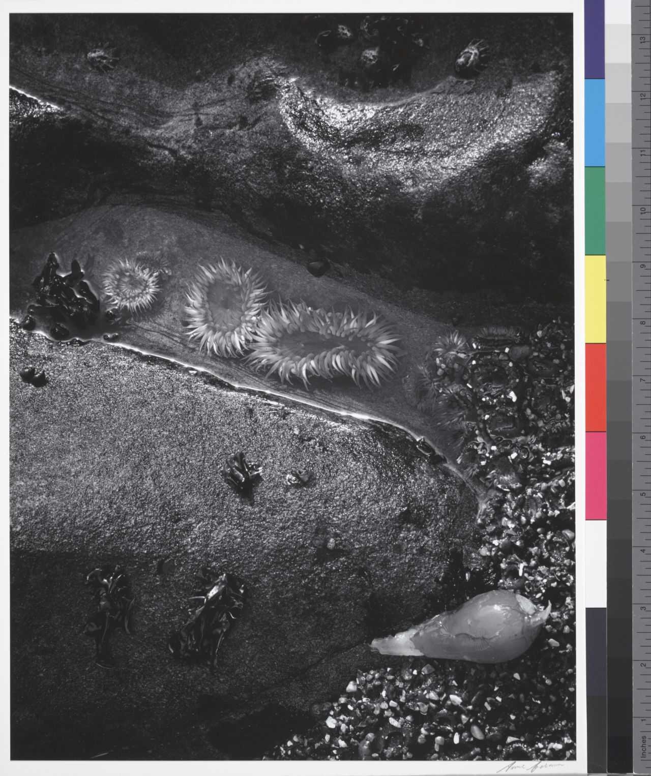 Sea Anemones, Shore Detail, Bodega Head, California, 1969.