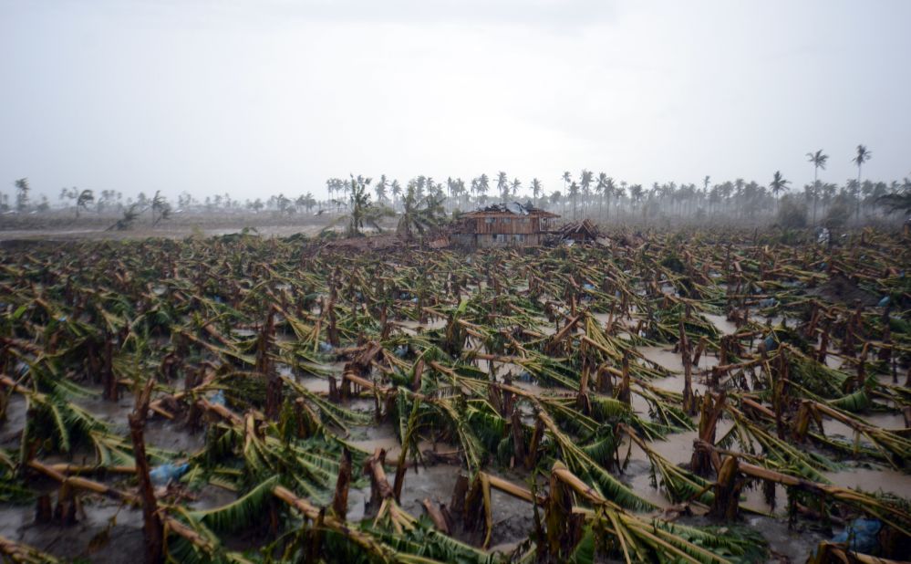 Typhoon Bopha toppled thousands of banana trees on a plantation in New Bataan, Compostela Valley province, in the Philippines on Friday, December 7.