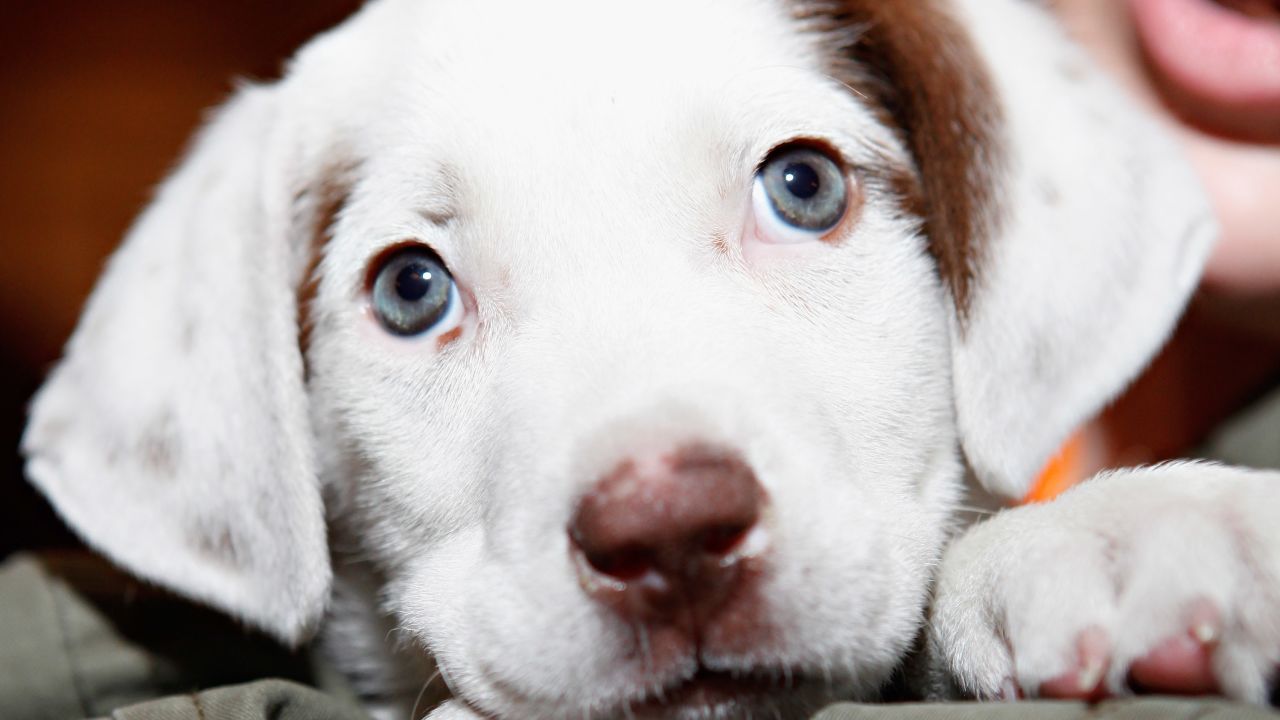Stressed out at college? Puppies. Out of salsa? Puppies. See? All better.