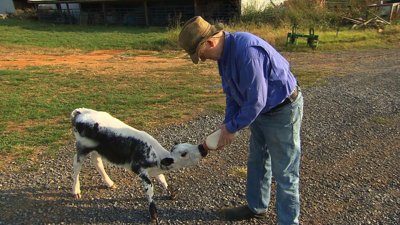 Looking into the future - a Randall Lineback calf.