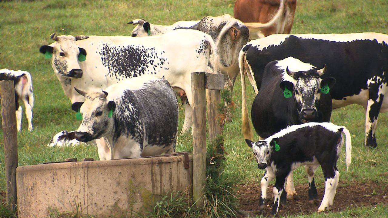 A portion of the Lineback herd