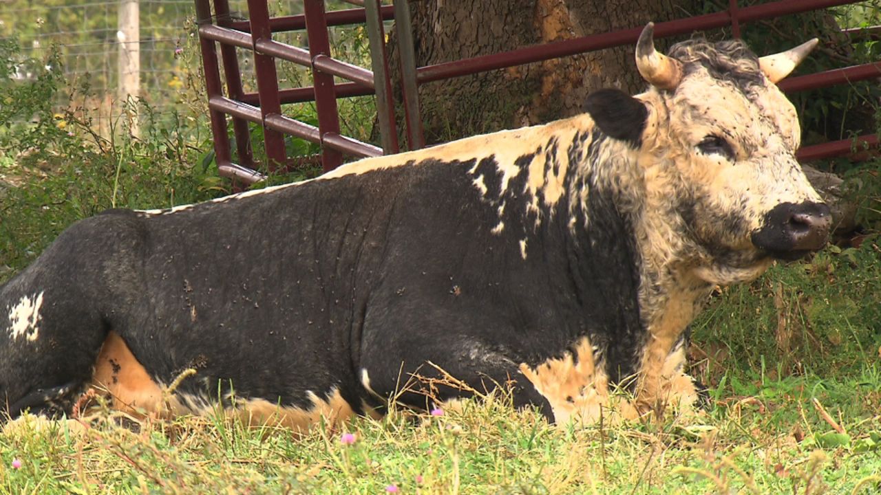 This is a fully-grown Randall Lineback on Joe Henderson's farm.