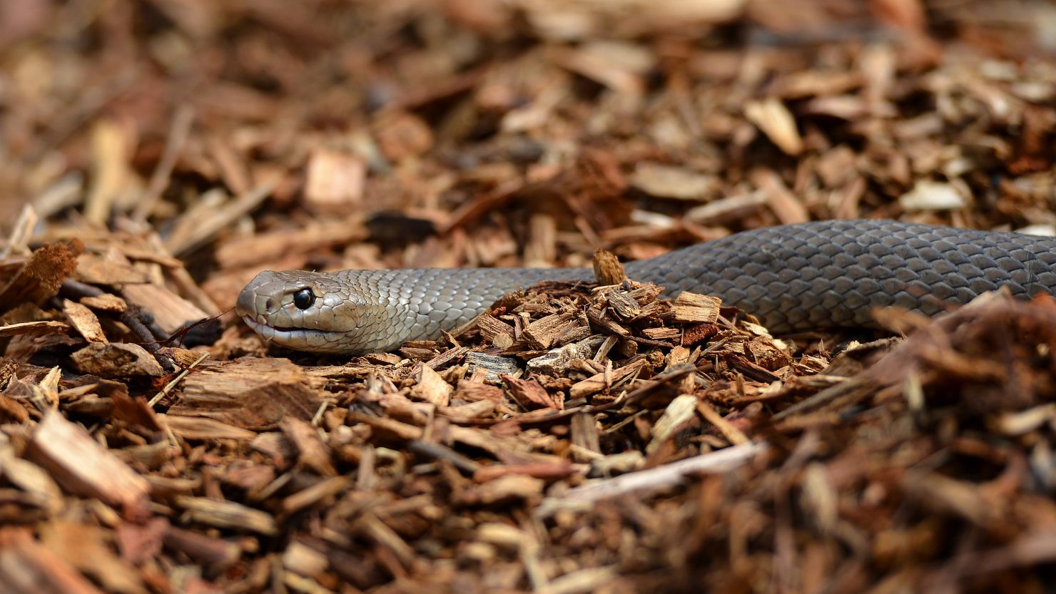 The snakes let loose on campus were later verified as non-venomous.