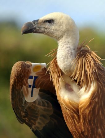 Sudanese officials say a GPS-tagged vulture captured in the western part of the country was transmitting photos back to Israel.