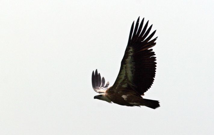 One of the Israeli ecologists tracking the vultures has rejected the claims, saying the GPS tracking is merely for researching the bird's movements. 
