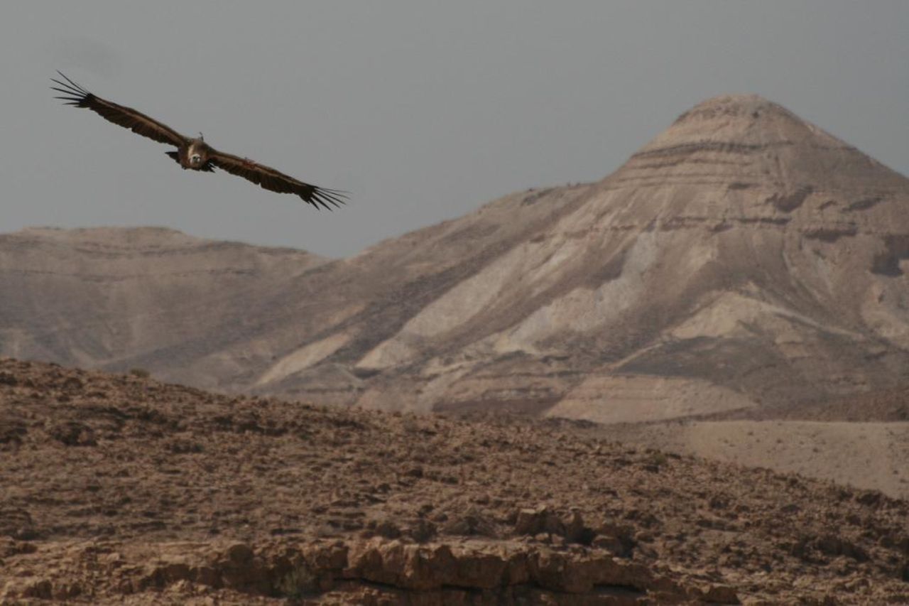 A file photo of a vulture tagged by researchers at Hebrew University in Jerusalem. In October, two PhD students tagged more than 100 young vultures -- 25 with GPS tracking -- in an effort to study their behavior and movement.