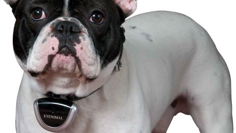 Ever wonder what your dog or cat is up to when you're not around? This wearable, battery-powered device will shoot up to two-and-a-half hours of video for you to upload later with a USB cable, included. Available for $99 from <a href="http://www.dogtek.com/eyenimal/" target="_blank">Dogtek.com</a>.
