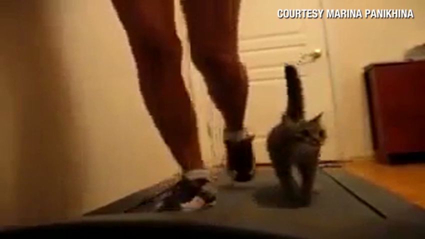 orig distraction cat on treadmill_00005509