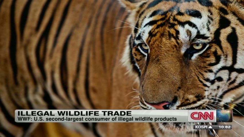 seg.wwf.trafficking_00031430