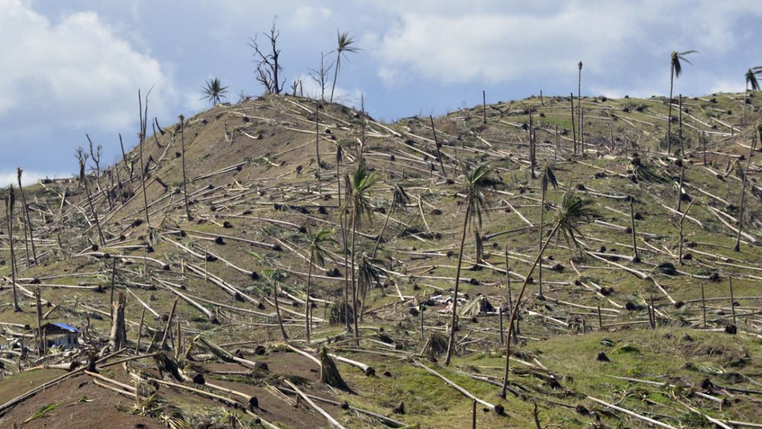Uprooted coconut trees lay in the mountains of Cateel, Davao Oriental province, on December 11.