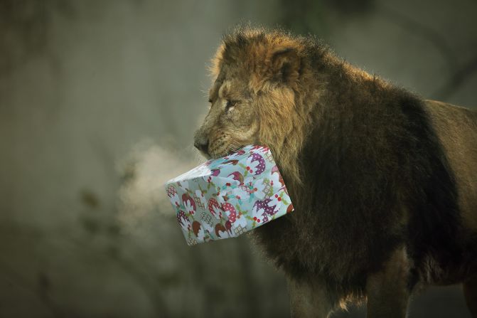 Lucifer the lion carries his Christmas present December 12 at the London Zoo, where some of the animals got festive treats.