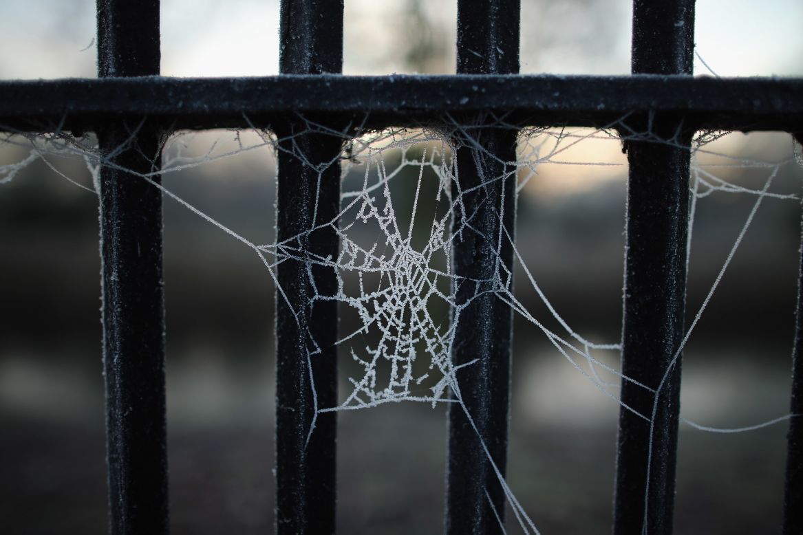 The early morning frost clings to a cobweb in Regents Park on December 12.