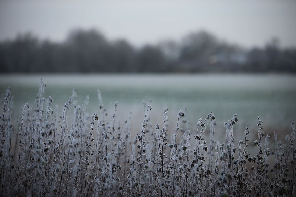 The early morning frost clings to plants in Regents Park on December 12.