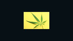 marijuana leaf