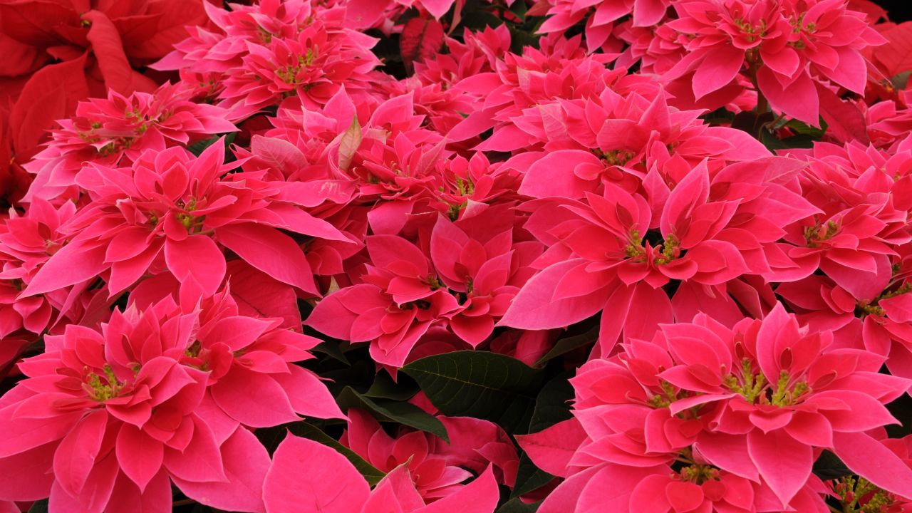 food waste quiz poinsettia