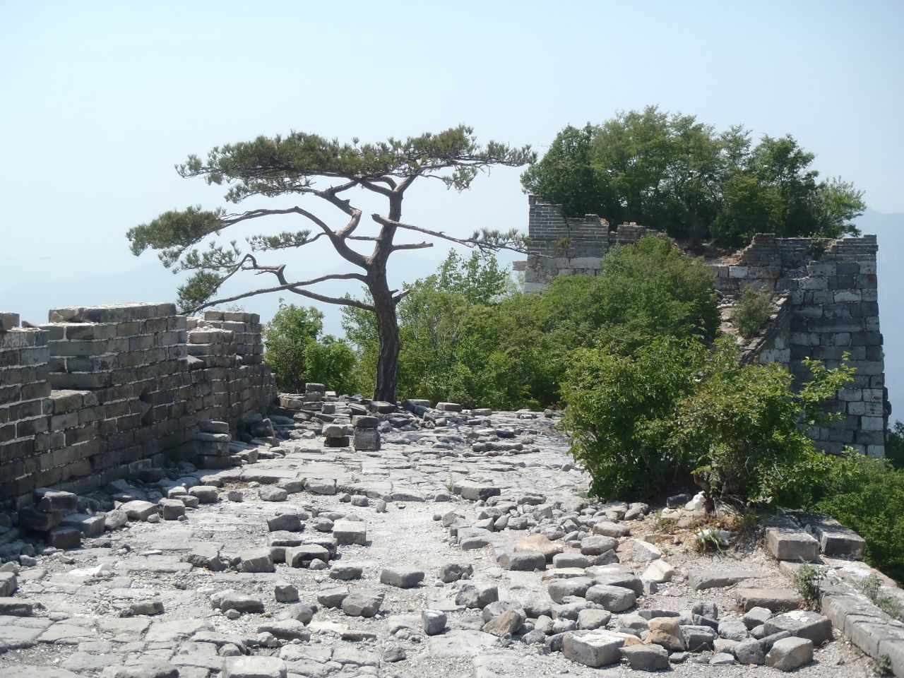 Summer. An ancient pine tree stands by Beijing Jie (Beijing Knot), where three sections of the wall meet. A difficult place to get to, getting down is even harder, Olson says.