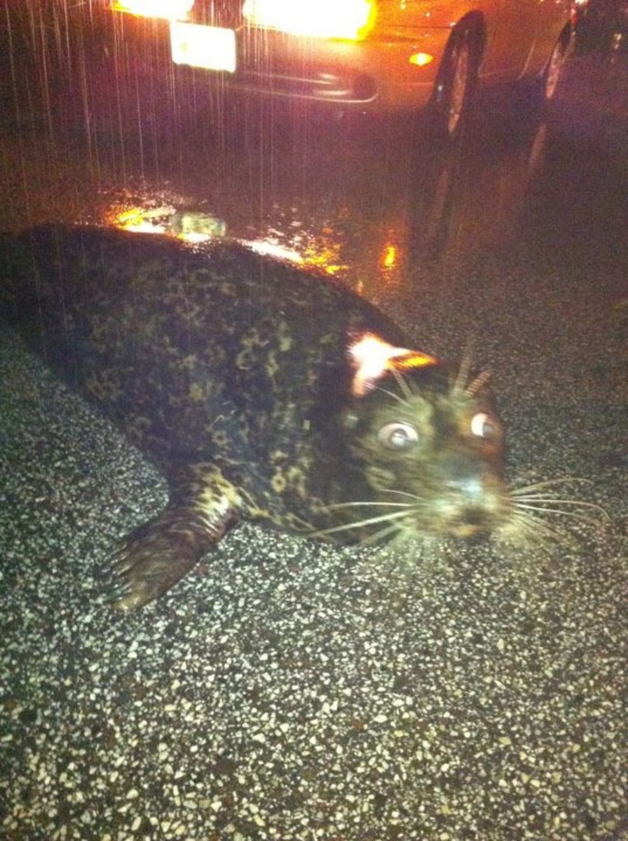A stranded seal sat on a <a href="http://ireport.cnn.com/docs/DOC-806046">Duluth, Minnesota</a>, roadway after it was washed out of the Lake Superior Zoo during the June flooding. This image, shot by Ellie Burcar - who discovered the seal - went viral. Authorities soon arrived and the seal survived the ordeal.