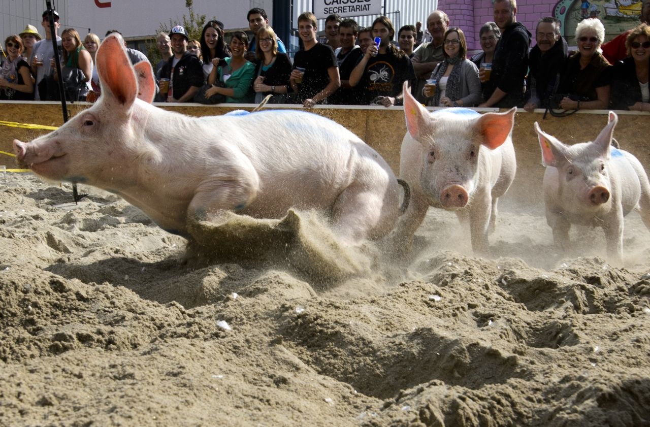 In the Swiss ski resort of Klosters, the first day of January is celebrated with a piglet race in which 10 tiny porkers sprint through the snow for the enviable prize of being spared from the sausage factory. 