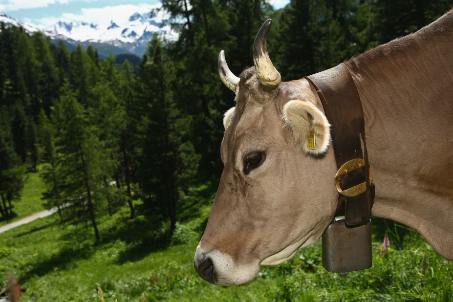 Cow Wearing Cow Bell Grazing, Swiss Alps, Switzerland Digital Art by Walter  Zerla - Fine Art America