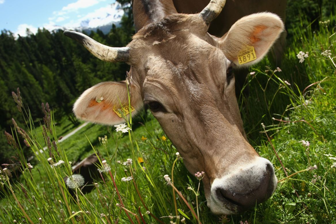 "We might look at cows in the future," Professor Gordon Blair of Lancaster University told CNN.