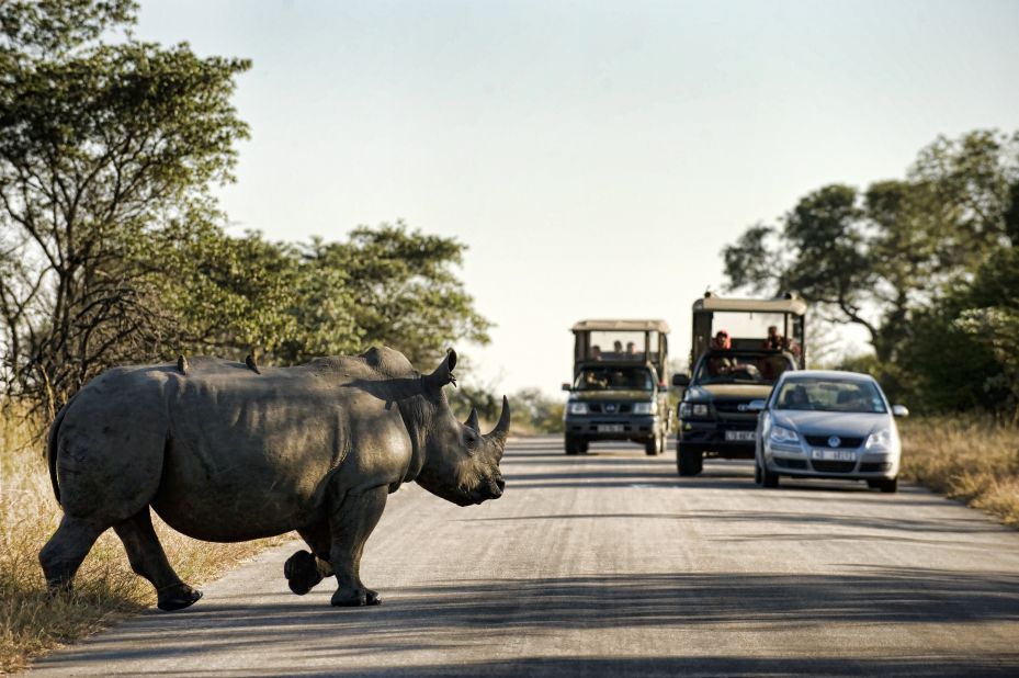 Latest Sightings has taken a stance against poaching and does not report any rhino sightings.