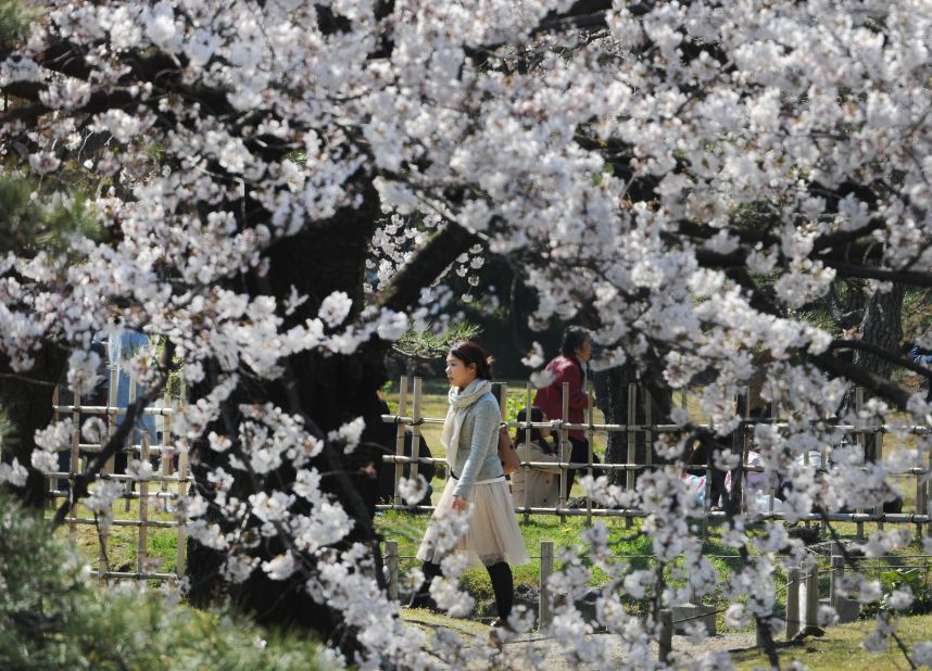 Enjoy the cherry blossoms without the crowds during Golden Week in Tokyo.